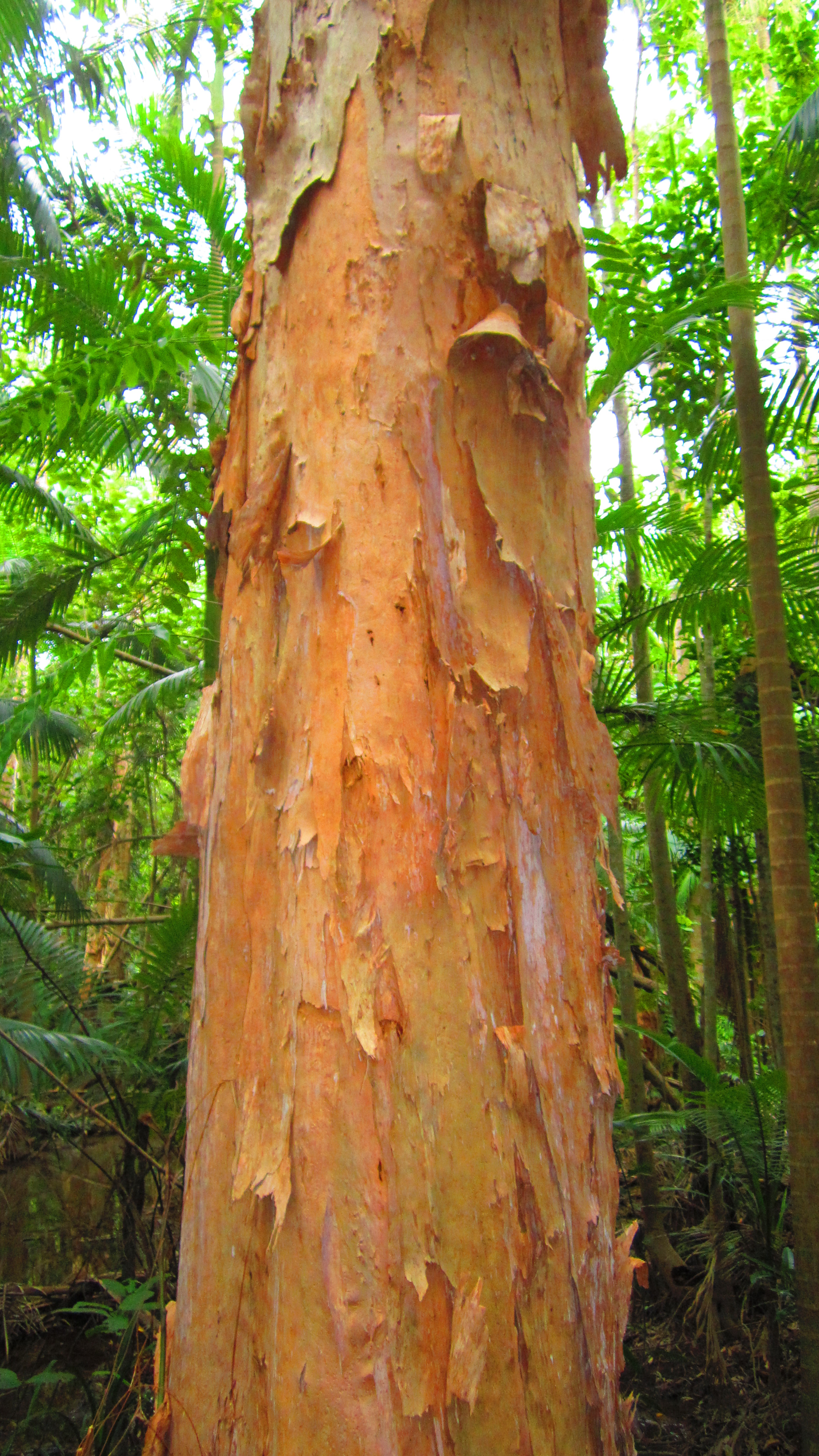 Photo of the day: Cattana Wetlands, Queensland, Australia