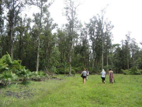 We would forage for wild orchids in the rainbow eucalyptus 