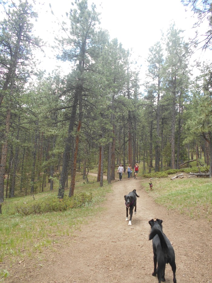 Hangin' with other dogs on the trail