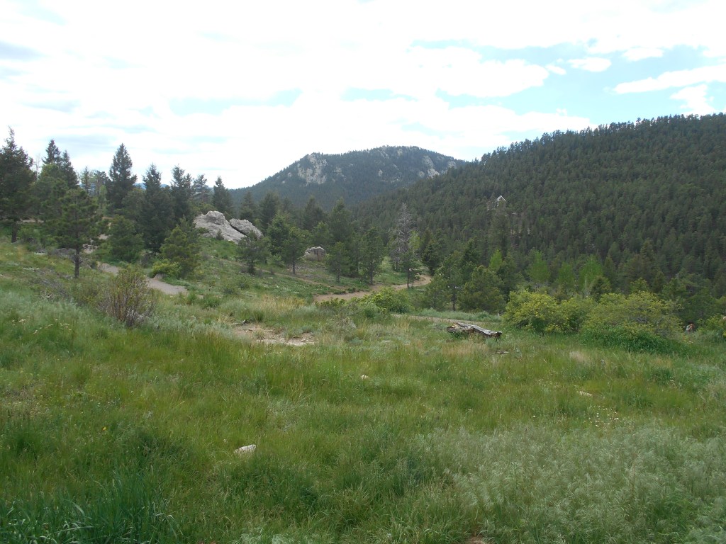 Give me a home, where the puppy dogs roam…In Evergreen,&nbsp;Colorado