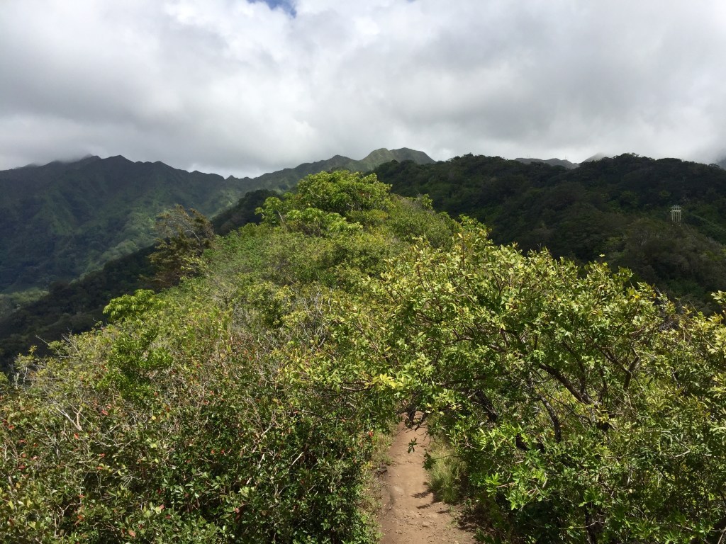 Through the thicket, onward and upward