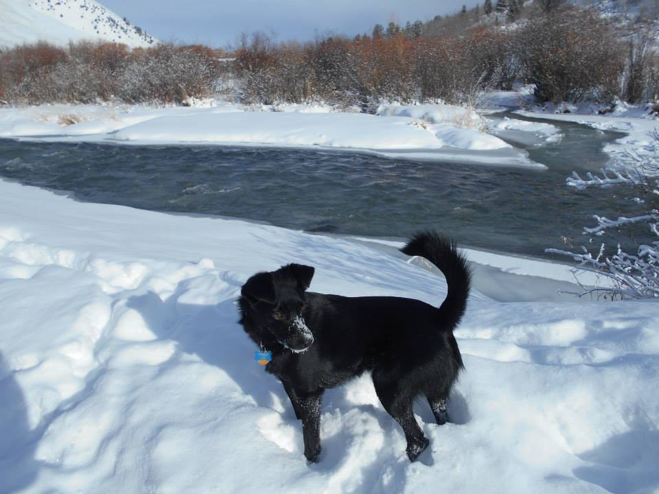 Pono loves the snow, but we had to limit how long he could stay out