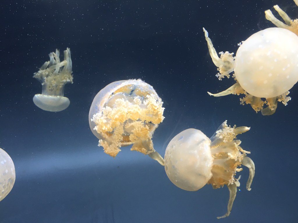Jellyfish in the "drifters" exhibit