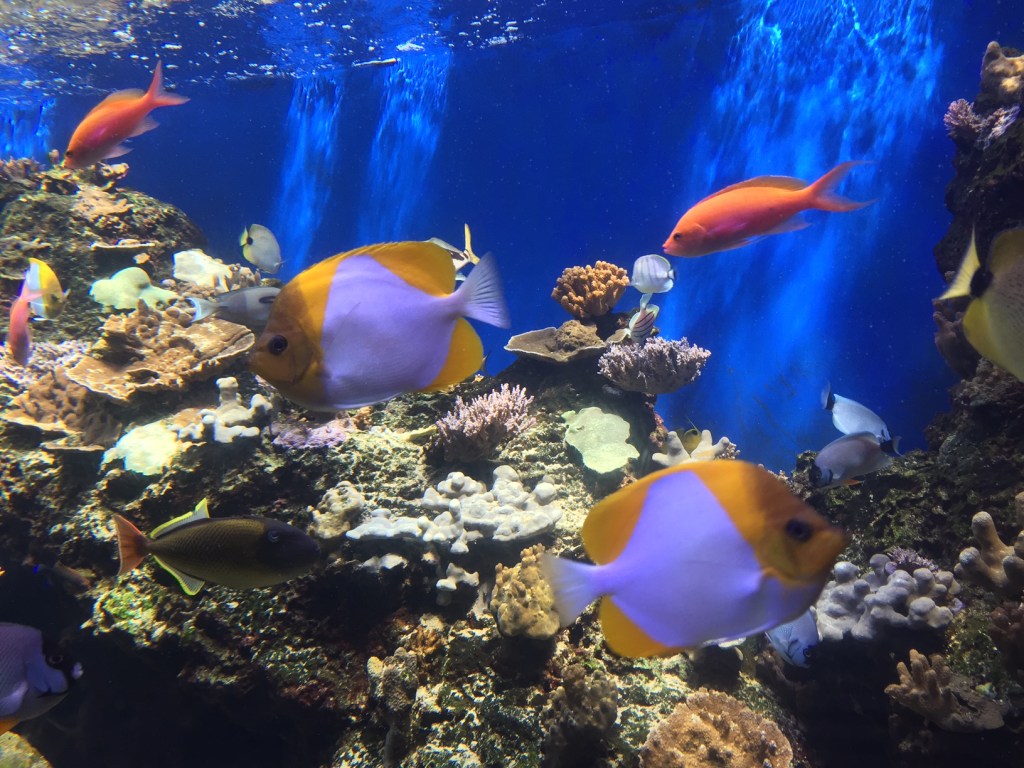 South Pacific reef life