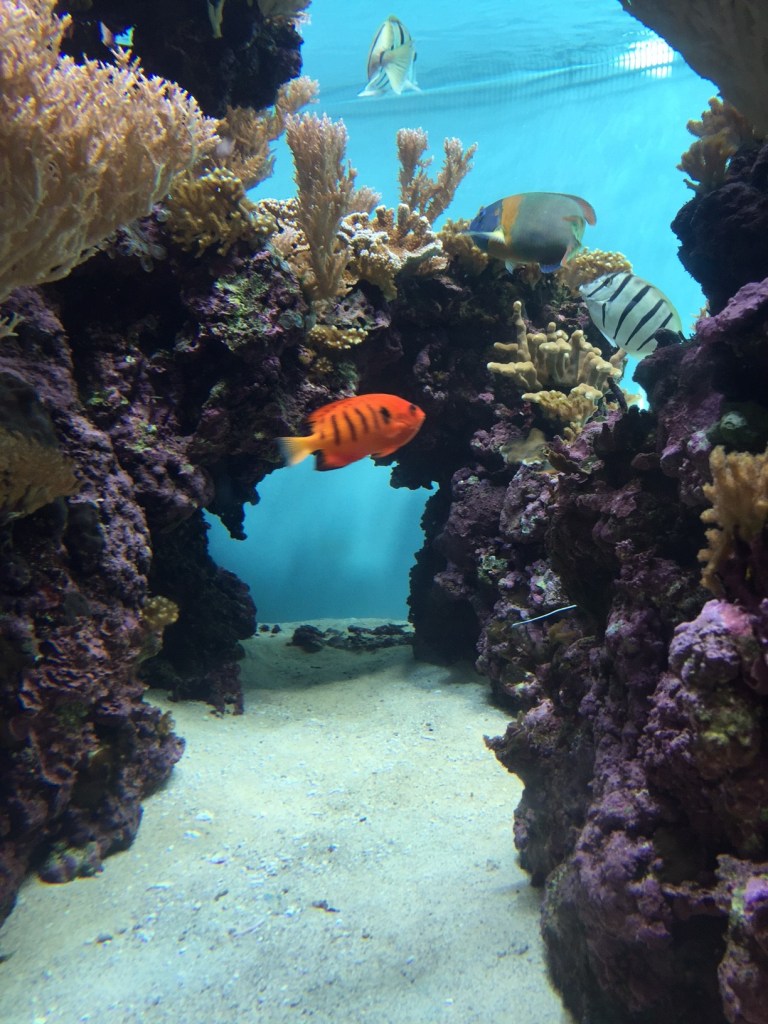 Hawaiian island reef life