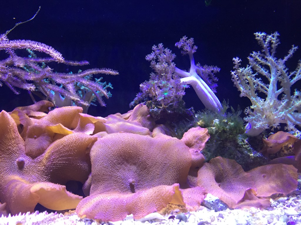Beautiful coral exhibits