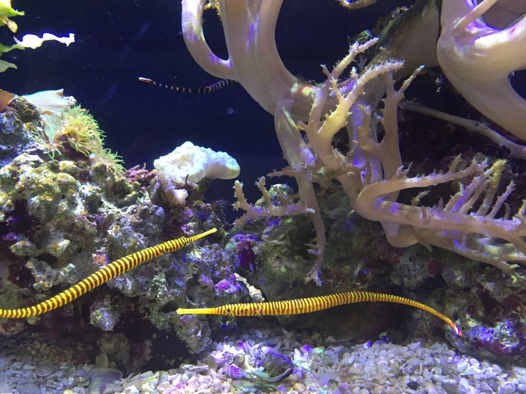 Yellow striped pipefish