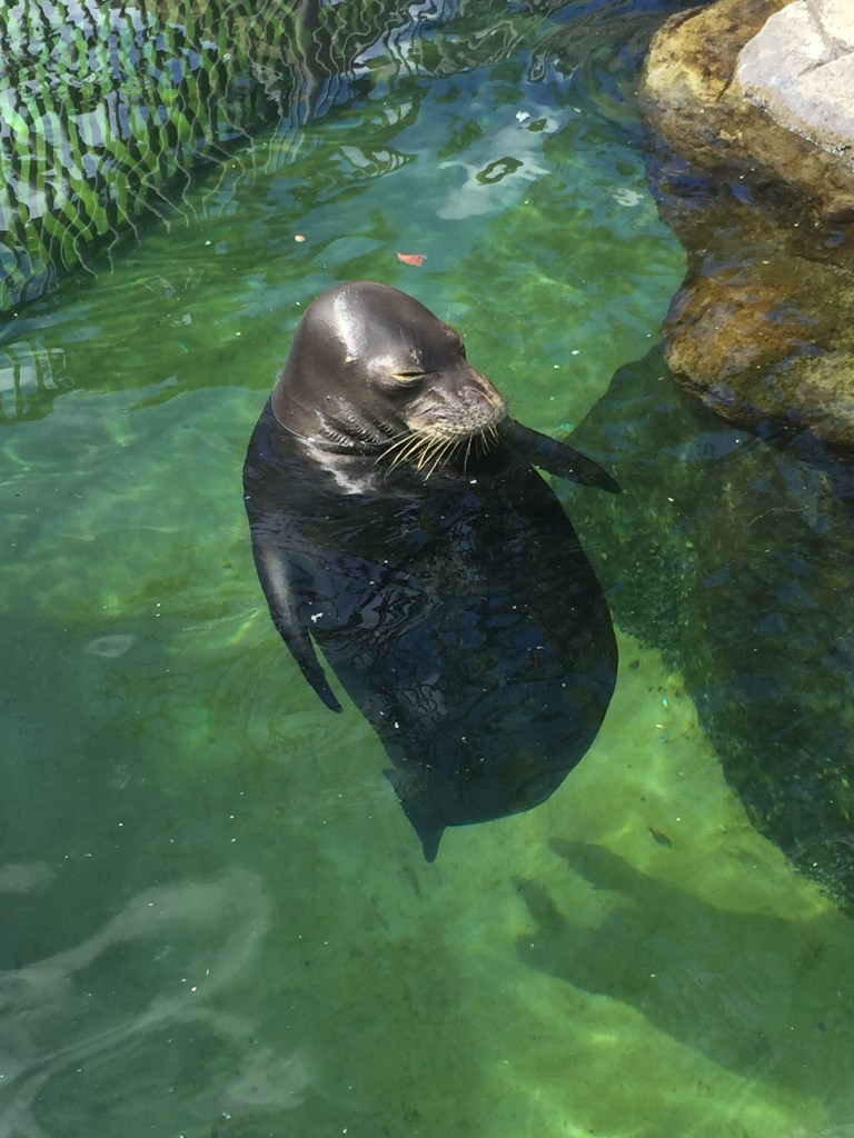 This Hawaiian Monk Seal has been at the aquarium for 31 years!