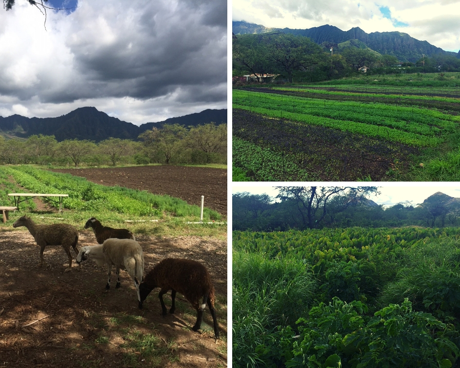 Copy of Untitled Design (3)